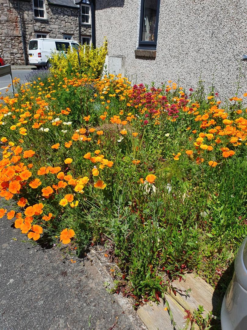 Mwrog Street, Ruthin - SUMMER FLOWERS ON SIDE GARDEN