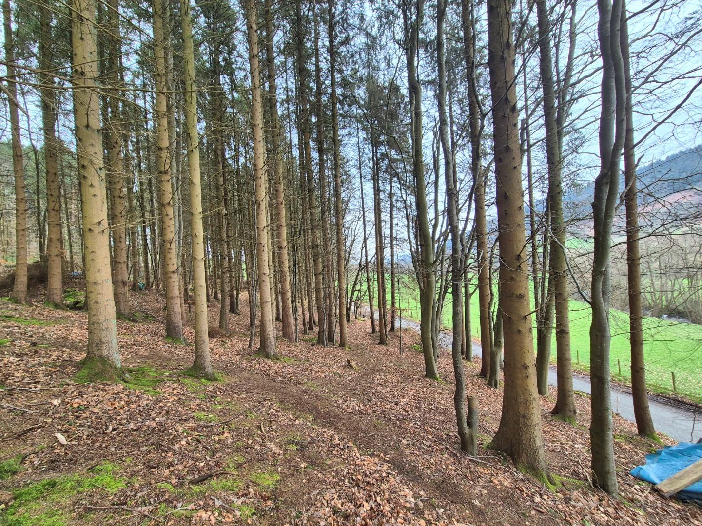 Llandrillo, Corwen - WOODLAND