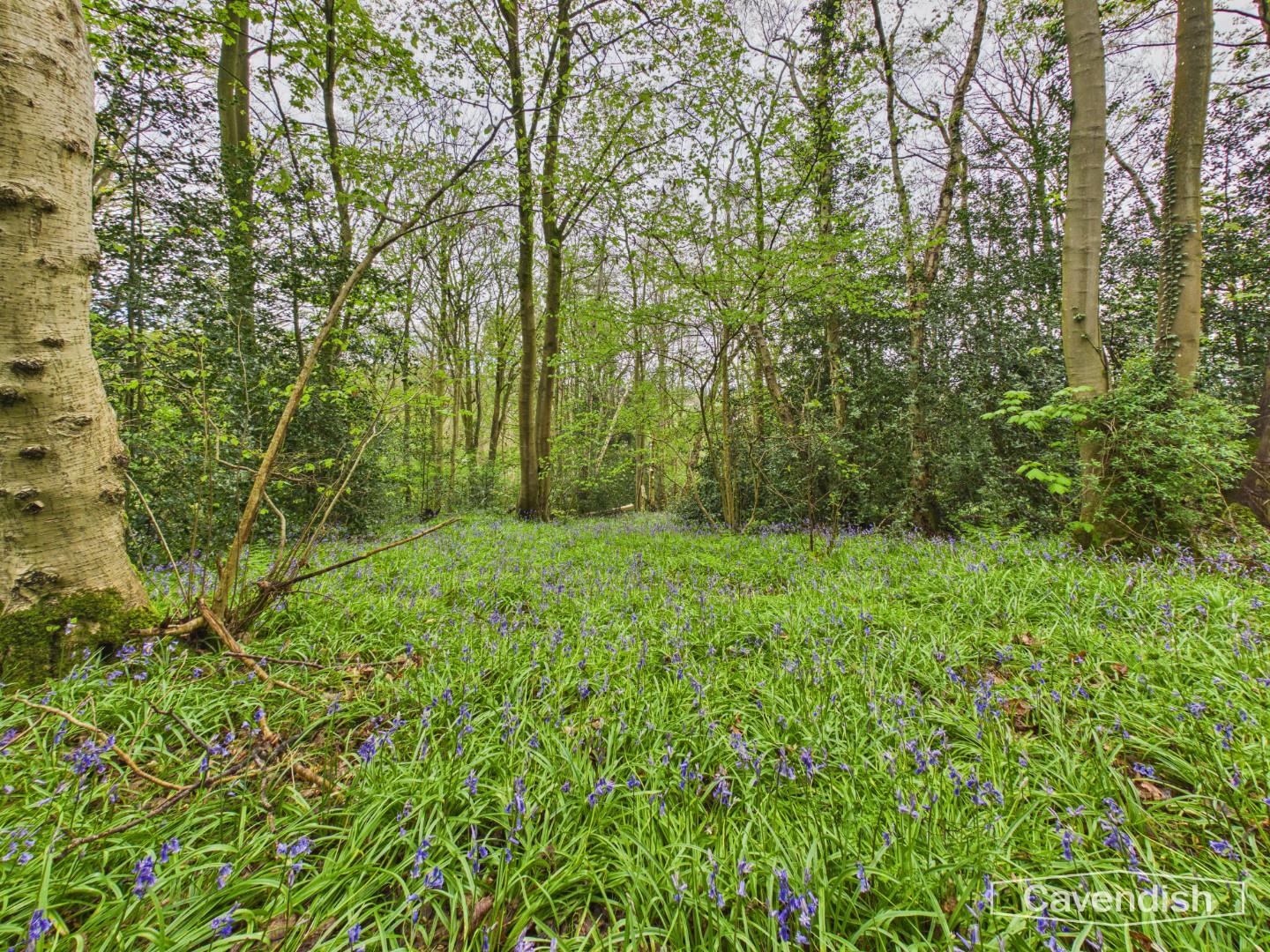 Rhyddyn Hill., Caergwrle, Wrexham - Woodland